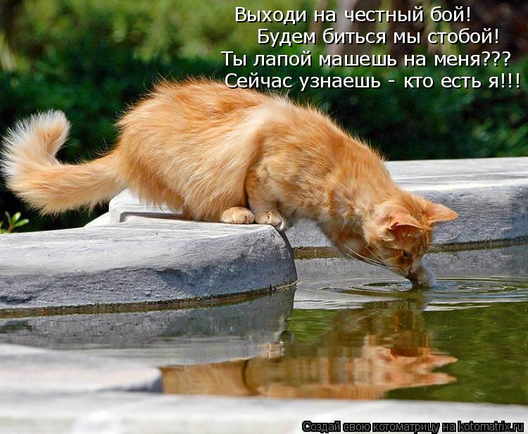 Котоматрица: Выходи на честный бой! Будем биться мы стобой! Ты лапой машешь на меня??? Сейчас узнаешь - кто есть я!!!