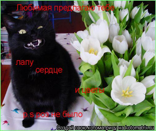 Любимая предлагаю тебе лапу сердце и цветы p.s роз не было... Котоматрица: Любимая предлагаю тебе лапу сердце и цветы p.s роз не было