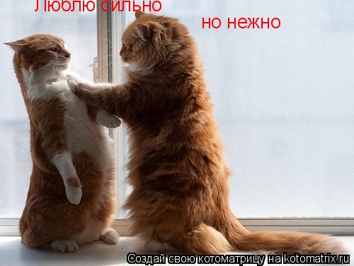 Люблю сильно но нежно... Котоматрица: Люблю сильно но нежно
