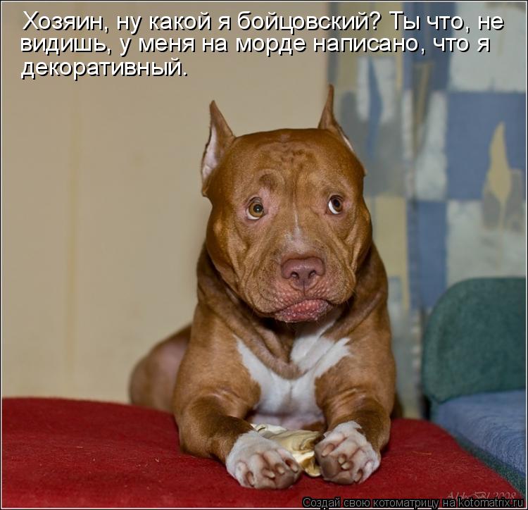 видишь, у меня на морде написано, что я Хозяин, ну какой я бойцовский? Ты что, не декоративный.... Котоматрица: видишь, у меня на морде написано, что я Хозяин, ну какой я бойцовский? Ты что, не декоративный.