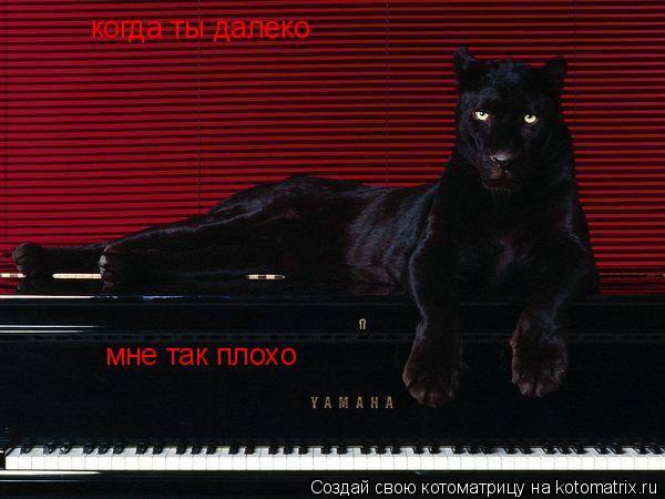 когда ты далеко мне так плохо... Котоматрица: когда ты далеко мне так плохо