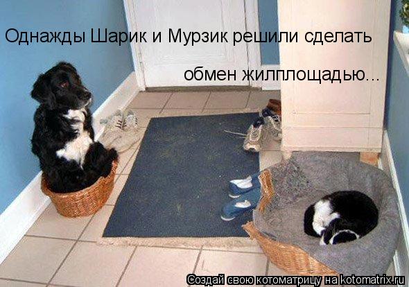 Однажды Шарик и Мурзик решили сделать обмен жилплощадью...... Котоматрица: Однажды Шарик и Мурзик решили сделать обмен жилплощадью...