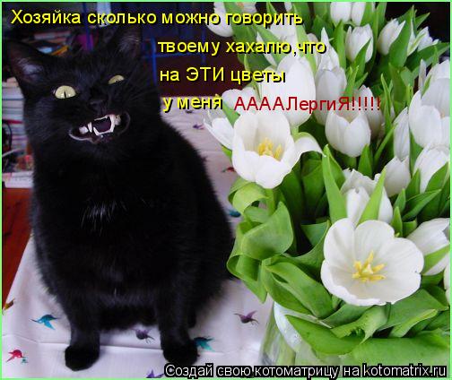 Хозяйка сколько можно говорить твоему хахалю,что на ЭТИ цветы у меня ААААЛергиЯ!!!!!... Котоматрица: Хозяйка сколько можно говорить твоему хахалю,что на ЭТИ цветы у меня ААААЛергиЯ!!!!!