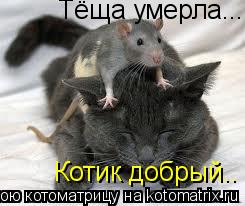 Тёща умерла...... Котик добрый..... Котоматрица: Тёща умерла...... Котик добрый..