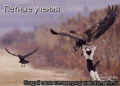 Лётные учения... Котоматрица: Лётные учения