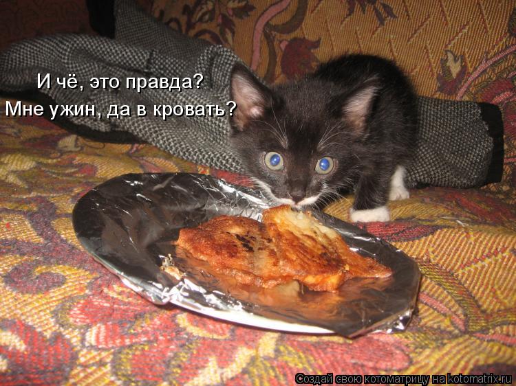 И чё, это правда? Мне ужин, да в кровать?... Котоматрица: И чё, это правда? Мне ужин, да в кровать?