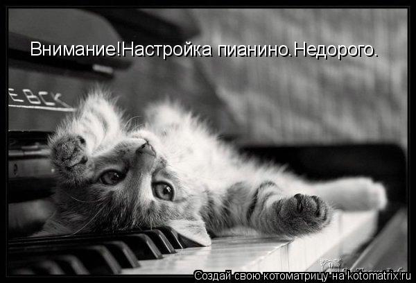 Внимание!Настройка пианино.Недорого.... Котоматрица: Внимание!Настройка пианино.Недорого.