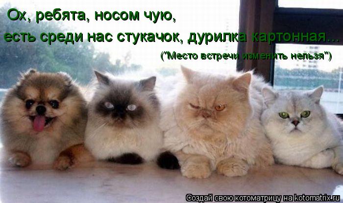Ох, ребята, носом чую, есть среди нас стукачок, дурилка картонная... ("Место встречи изменить нельзя"... Котоматрица: Ох, ребята, носом чую, есть среди нас стукачок, дурилка картонная... ("Место встречи изменить нельзя")