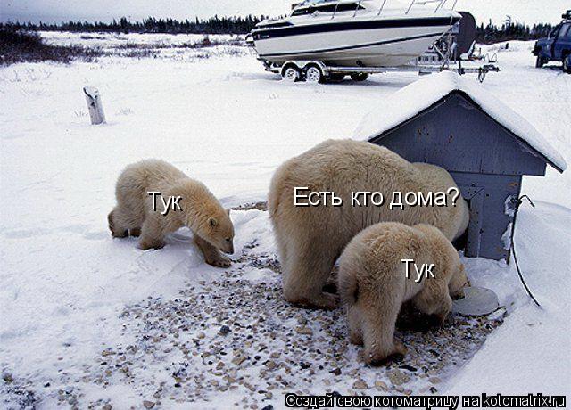 Тук Тук Есть кто дома?... Котоматрица: Тук Тук Есть кто дома?