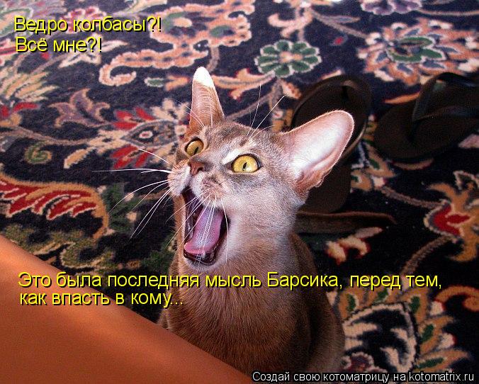 Ведро колбасы?! Всё мне?! Это была последняя мысль Барсика, перед тем, как впасть в кому...... Котоматрица: Ведро колбасы?! Всё мне?! Это была последняя мысль Барсика, перед тем, как впасть в кому...