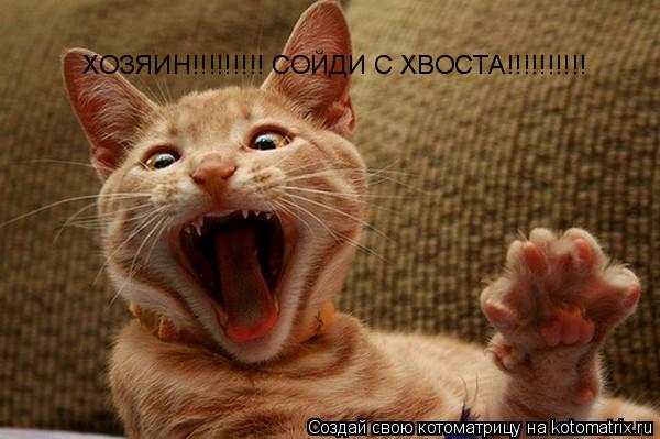 ХОЗЯИН!!!!!!!!! СОЙДИ С ХВОСТА!!!!!!!!!!... Котоматрица: ХОЗЯИН!!!!!!!!! СОЙДИ С ХВОСТА!!!!!!!!!!