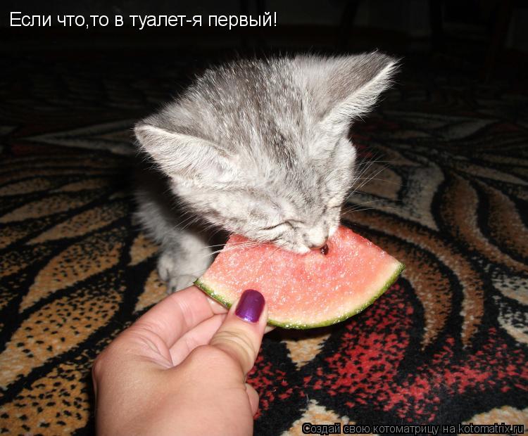 Если что,то в туалет-я первый!... Котоматрица: Если что,то в туалет-я первый!