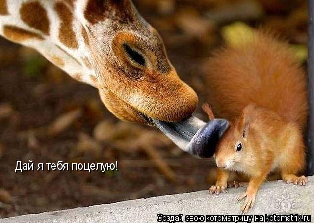 Дай я тебя поцелую!... Котоматрица: Дай я тебя поцелую!