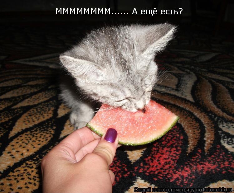 ММММММММ...... А ещё есть?... Котоматрица: ММММММММ...... А ещё есть?