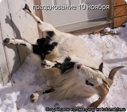 празднование 10 ноября... Котоматрица: празднование 10 ноября