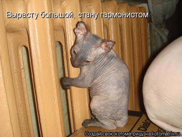 Вырасту большой, стану гармонистом... Котоматрица: Вырасту большой, стану гармонистом