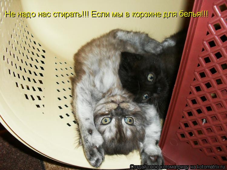 Не надо нас стирать!!! Если мы в корзине для белья!!!... Котоматрица: Не надо нас стирать!!! Если мы в корзине для белья!!!