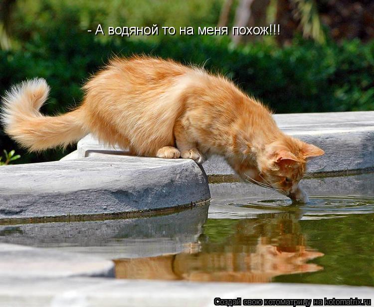 - А водяной то на меня похож!!!... Котоматрица: - А водяной то на меня похож!!!