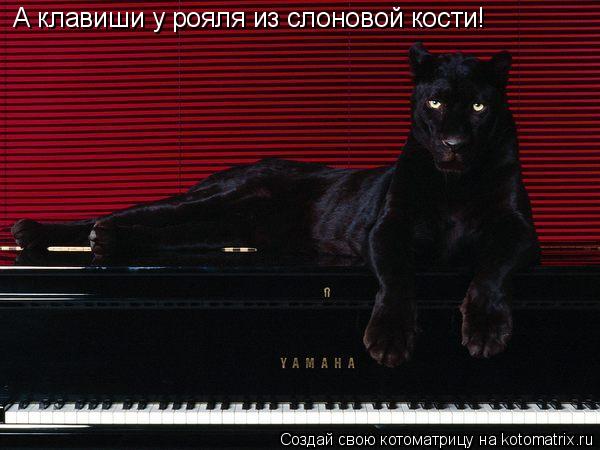 А клавиши у рояля из слоновой кости!... Котоматрица: А клавиши у рояля из слоновой кости!