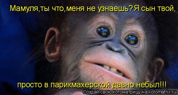 Мамуля,ты что,меня не узнаешь? Я сын твой, Мамуля,ты что,меня не узнаешь? просто в парикмахерской дав... Котоматрица: Мамуля,ты что,меня не узнаешь? Я сын твой, Мамуля,ты что,меня не узнаешь? просто в парикмахерской давно небыл!!!