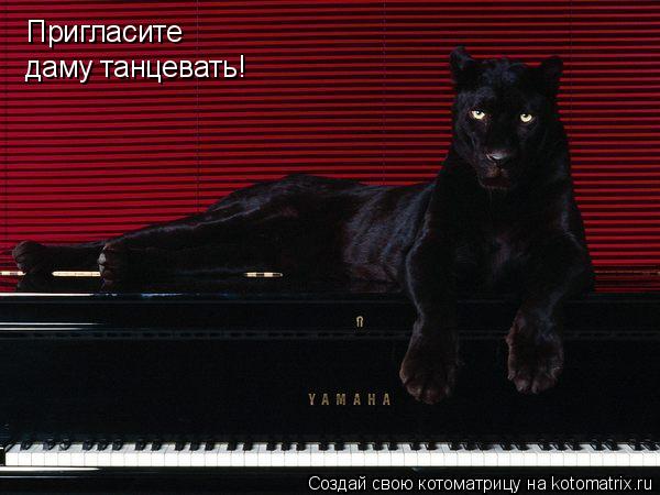 Пригласите даму танцевать!... Котоматрица: Пригласите даму танцевать!
