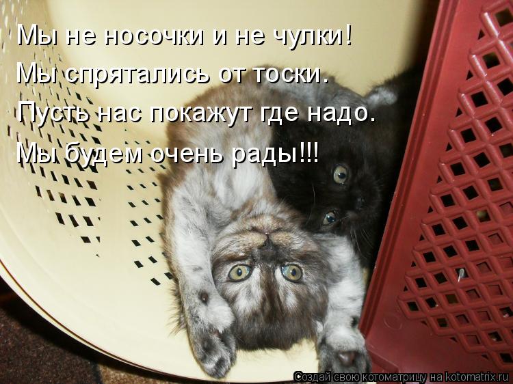 Мы не носочки и не чулки! Мы спрятались от тоски. Пусть нас покажут где надо. Мы будем очень рады!!!... Котоматрица: Мы не носочки и не чулки! Мы спрятались от тоски. Пусть нас покажут где надо. Мы будем очень рады!!!
