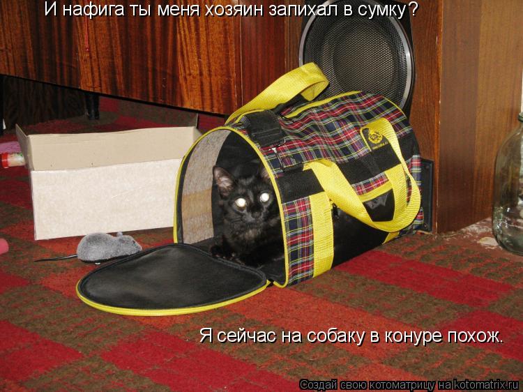 И нафига ты меня хозяин запихал в сумку ? Я сейчас на собаку в конуре похож.... Котоматрица: И нафига ты меня хозяин запихал в сумку ? Я сейчас на собаку в конуре похож.