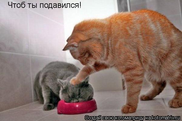 Чтоб ты подавился!... Котоматрица: Чтоб ты подавился!