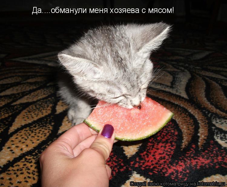 Да....обманули меня хозяева с мясом!... Котоматрица: Да....обманули меня хозяева с мясом!