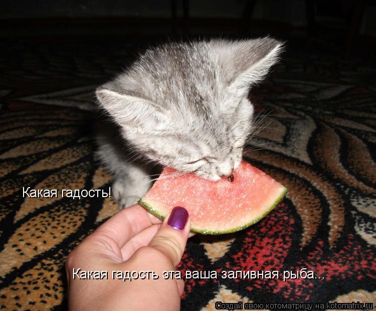 Какая гадость! Какая гадость эта ваша заливная рыба...... Котоматрица: Какая гадость! Какая гадость эта ваша заливная рыба...