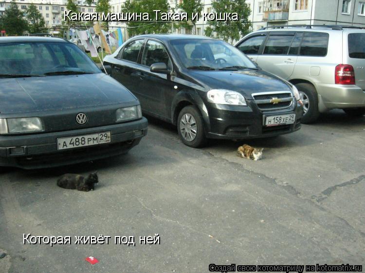 Какая машина.Такая и кошка Которая живёт под ней... Котоматрица: Какая машина.Такая и кошка Которая живёт под ней