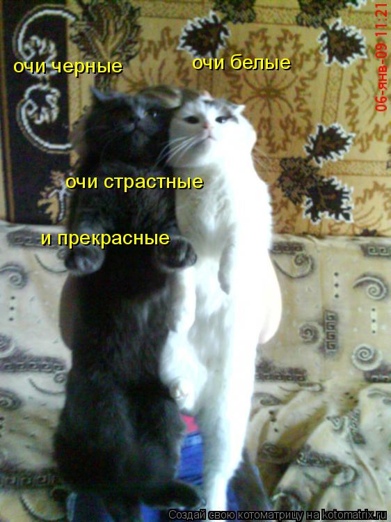 очи черные очи белые очи страстные и прекрасные... Котоматрица: очи черные очи белые очи страстные и прекрасные