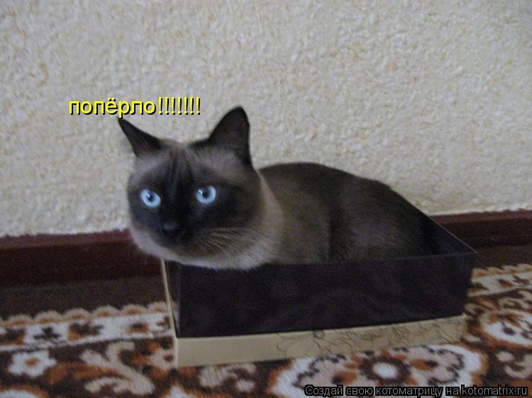 попёрло!!!!!!!... Котоматрица: попёрло!!!!!!!