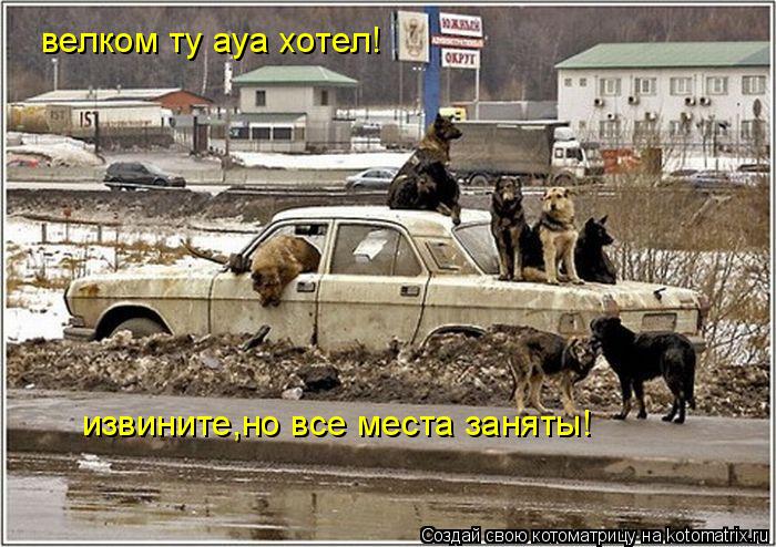 велком ту ауа хотел! извините,но все места заняты!... Котоматрица: велком ту ауа хотел! извините,но все места заняты!
