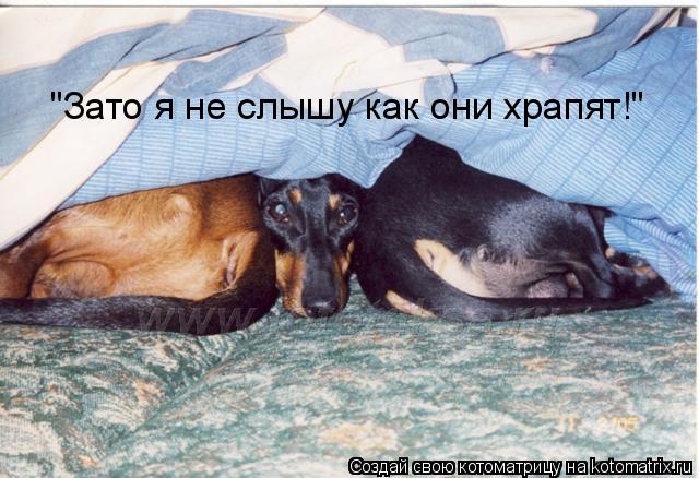 "Зато я не слышу как они храпят!"... Котоматрица: "Зато я не слышу как они храпят!"