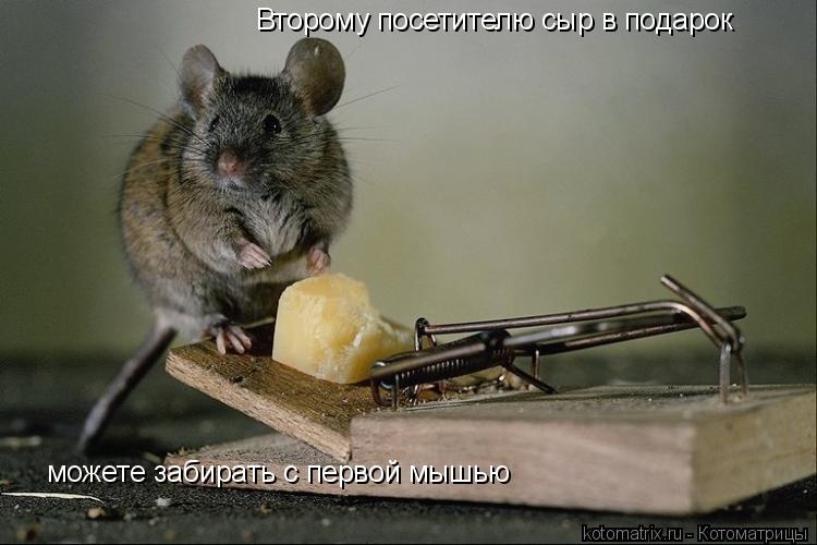 Второму посетителю сыр в подарок можете забирать с первой мышью... Котоматрица: Второму посетителю сыр в подарок можете забирать с первой мышью
