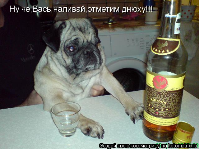Ну че,Вась,наливай,отметим днюху!!!... Котоматрица: Ну че,Вась,наливай,отметим днюху!!!
