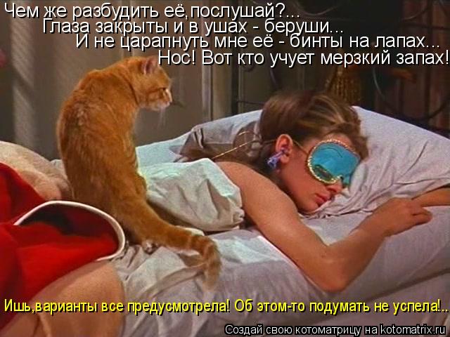 Котоматрица: Чем же разбудить её,послушай?... Нос! Вот кто учует мерзкий запах!!! И не царапнуть мне её - бинты на лапах... Глаза закрыты и в ушах - беруши... Ишь