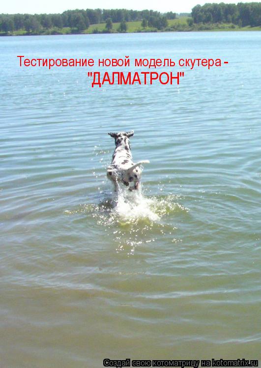 Тестирование новой модель скутера - "ДАЛМАТРОН"... Котоматрица: Тестирование новой модель скутера - "ДАЛМАТРОН"