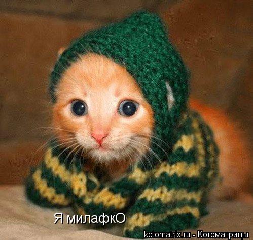 Я милафкО... Котоматрица: Я милафкО