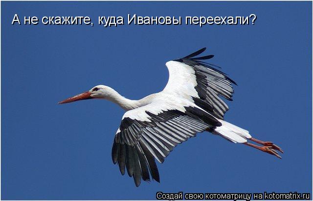 А не скажите, куда Ивановы переехали?... Котоматрица: А не скажите, куда Ивановы переехали?