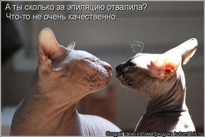 Котоматрица: А ты сколько за эпиляцию отвалила? Что-то не очень качественно...