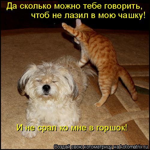 Да сколько можно тебе говорить, чтоб не лазил в мою чашку! И не срал ко мне в горшок!... Котоматрица: Да сколько можно тебе говорить, чтоб не лазил в мою чашку! И не срал ко мне в горшок!