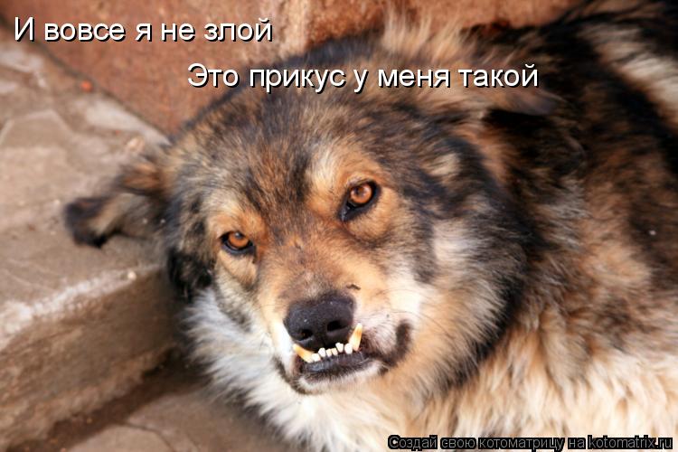И вовсе я не злой Это прикус у меня такой... Котоматрица: И вовсе я не злой Это прикус у меня такой