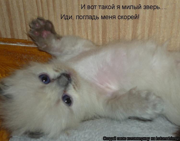 И вот такой я милый зверь.... Иди, погладь меня скорей!... Котоматрица: И вот такой я милый зверь.... Иди, погладь меня скорей!