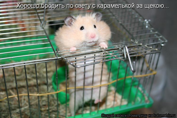 Котоматрица: Хорошо бродить по свету с карамелькой за щекою...