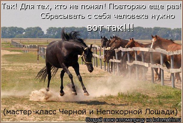 Котоматрица: Так! Для тех, кто не понял! Повторяю еще раз! Сбрасывать с себя человека нужно вот так!!! (мастер-класс Черной и Непокорной Лошади)