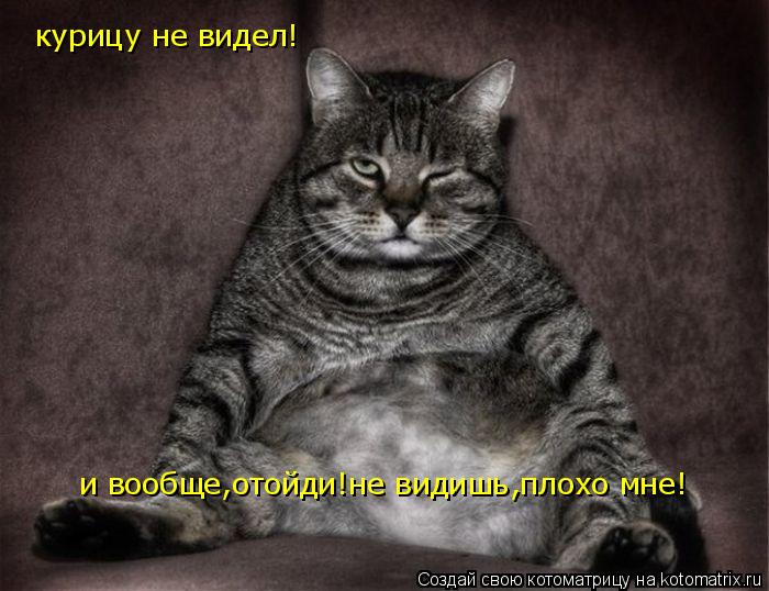 курицу не видел! и вообще,отойди!не видишь,плохо мне!... Котоматрица: курицу не видел! и вообще,отойди!не видишь,плохо мне!