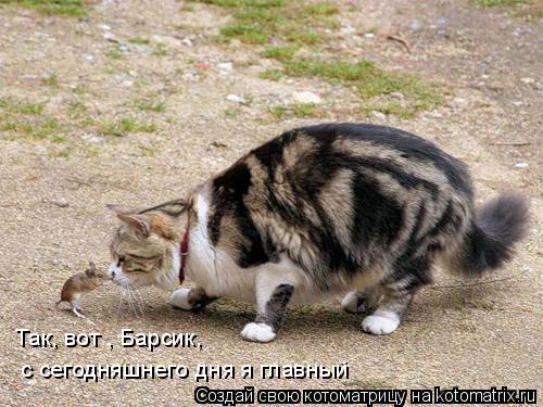 Так, вот , Барсик, с сегодняшнего дня я главный... Котоматрица: Так, вот , Барсик, с сегодняшнего дня я главный