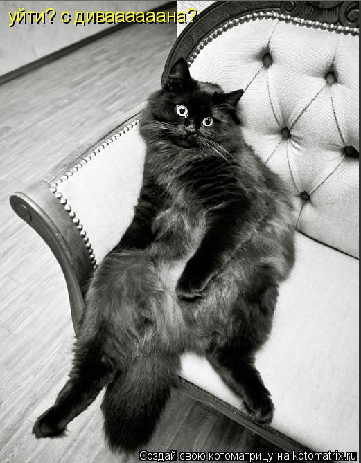 уйти? с диваааааана?... Котоматрица: уйти? с диваааааана?